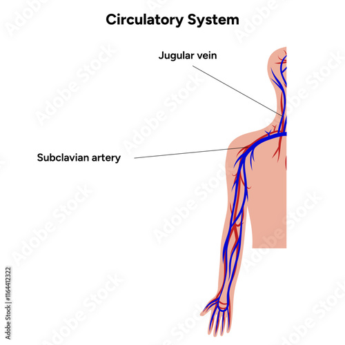 Circulatory human system half upper body medical diagram anatomy