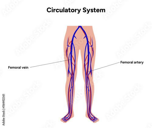 Circulatory human system lower body medical diagram anatomy