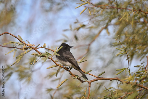 Black Phoebe Flycatcher on a Branch