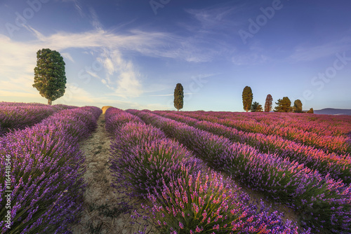 Lavender fields and trees at sunset. Orciano, Tuscany, Italy photo