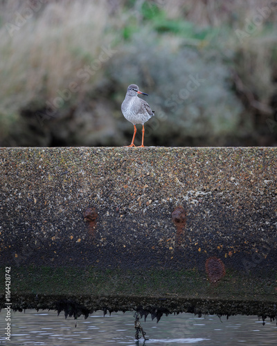 Red shank bird stands on concrete over the Dark Water in Lepe, UK, blending nature with man-made structures in serene harmony. photo