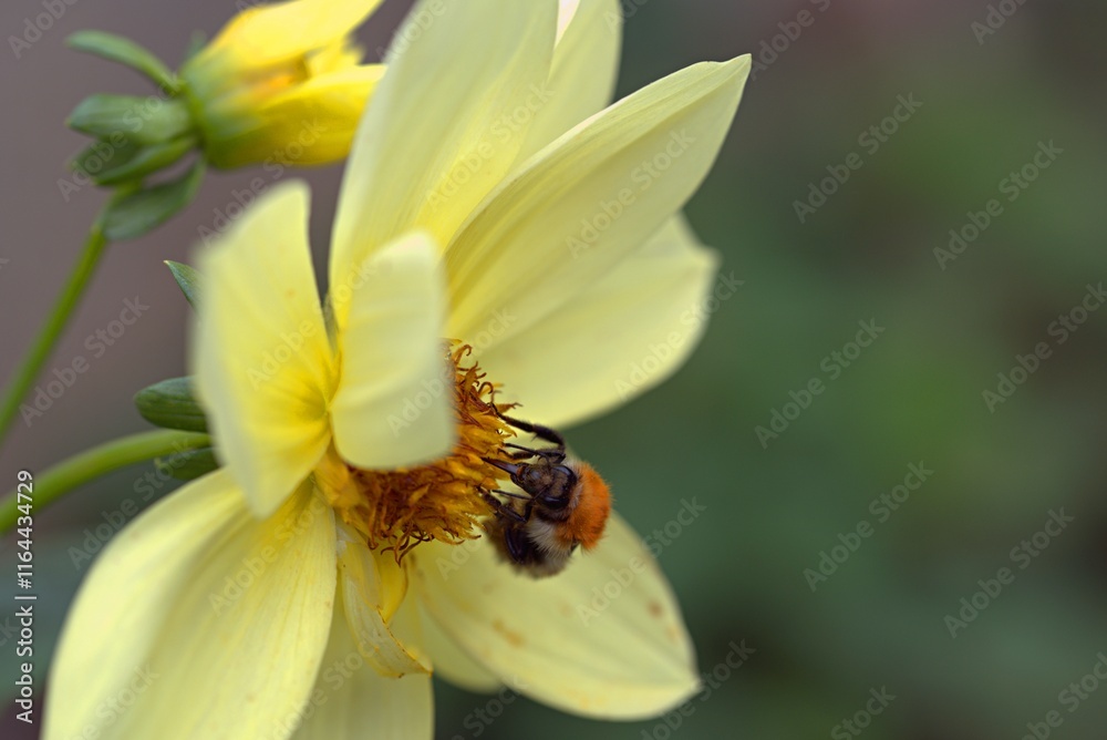 A bumblebee collects pollen from a yellow flower A bumblebee collects pollen from a yellow flower