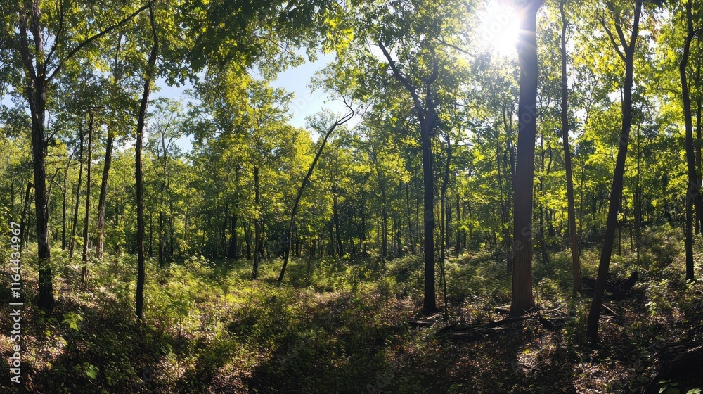 Sunlit Forest Path: A Serene Woodland Escape