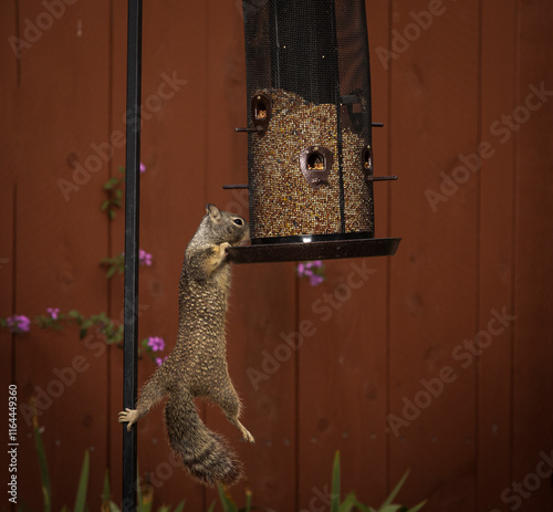 A Squirrel hanging on a bird feeder with its front paws