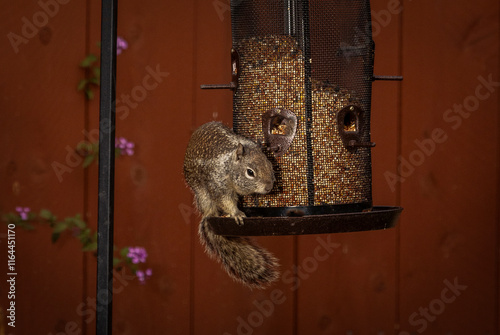 A squirrel on the side of a bird feeder photo