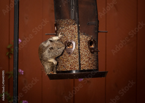 A squirrel on the side of a bird feeder photo