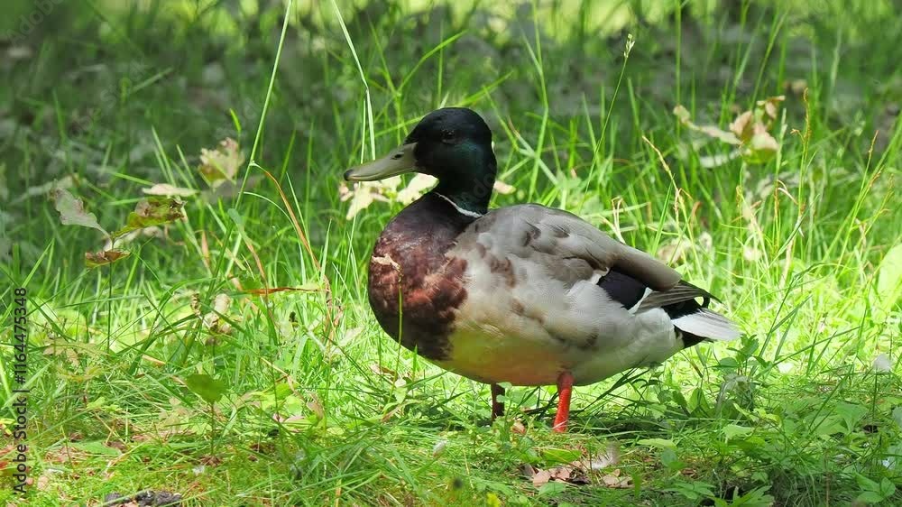 mallard duck stands in the grass near a lake basking in the sun on a summer day mallard duck stands in the grass near a lake basking in the sun on a summer day