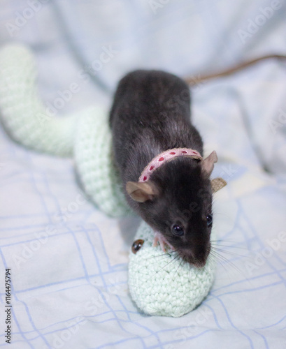 A funny rat with a collar plays with a knitted snake photo