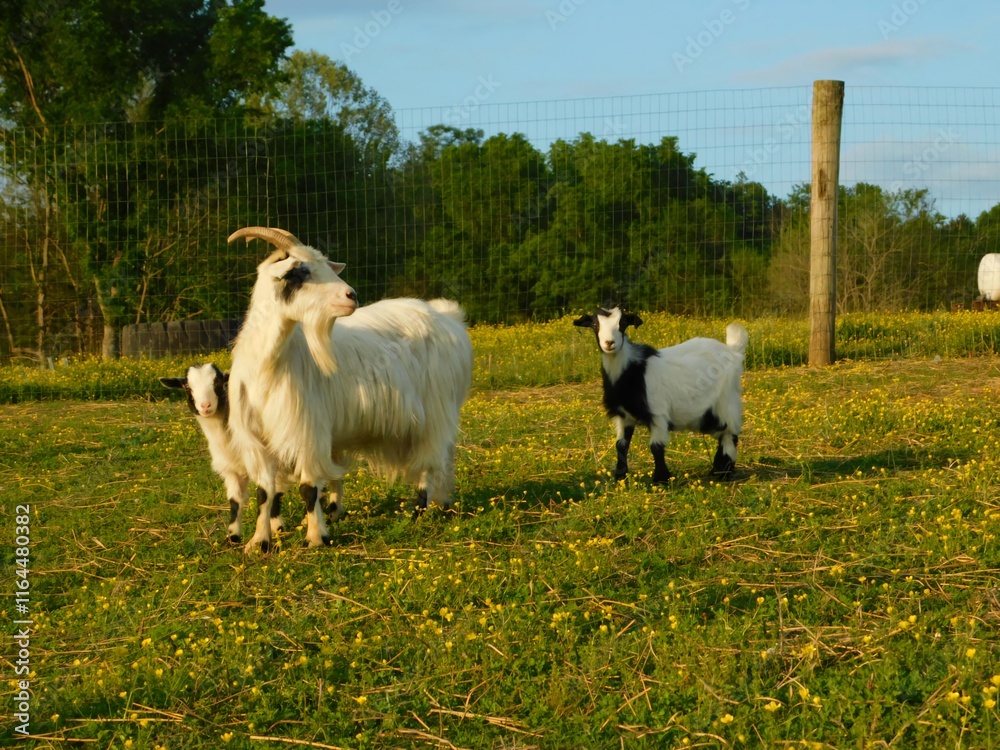 Fototapeta premium sheep on a meadow