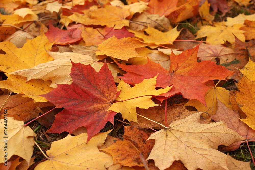 Vibrant Autumn Leaves Covering the Ground background Vibrant Autumn Leaves Covering the Ground background
