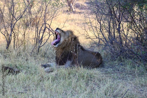 Il re della savana photo