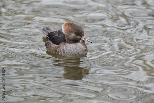 Hooded Merganser Duck (Lophodytes cucullatus) photo