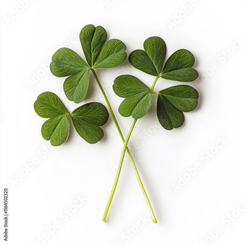 Shamrock Isolated