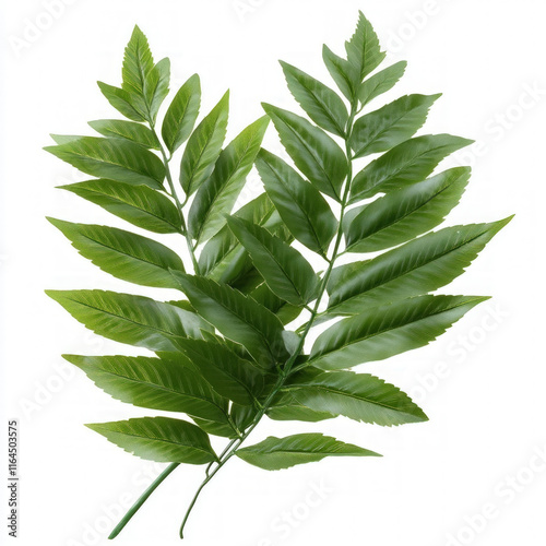Fern Leaf Isolated