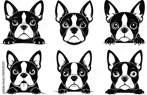 Boston Terrier dog face peeking over front paws vector illustration design