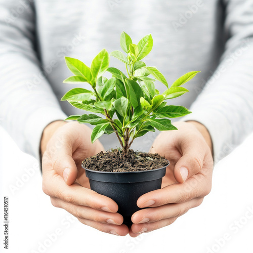 Hands Holding Plant Isolated