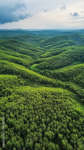 Dense evergreen forest viewed from above during bright daylight in a serene l...