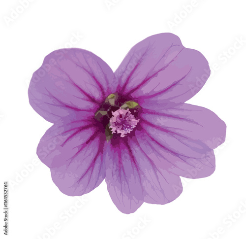 Common mallow Malva sylvestris purple flower isolated on white background. For design. Vector illustration. Cheeses, high mallow and tall mallow (mauve des bois). Bright mauve-purple, with dark veins.