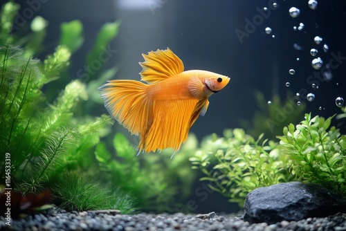 Colorful betta fish swimming gracefully in a planted aquarium with bubbles an...