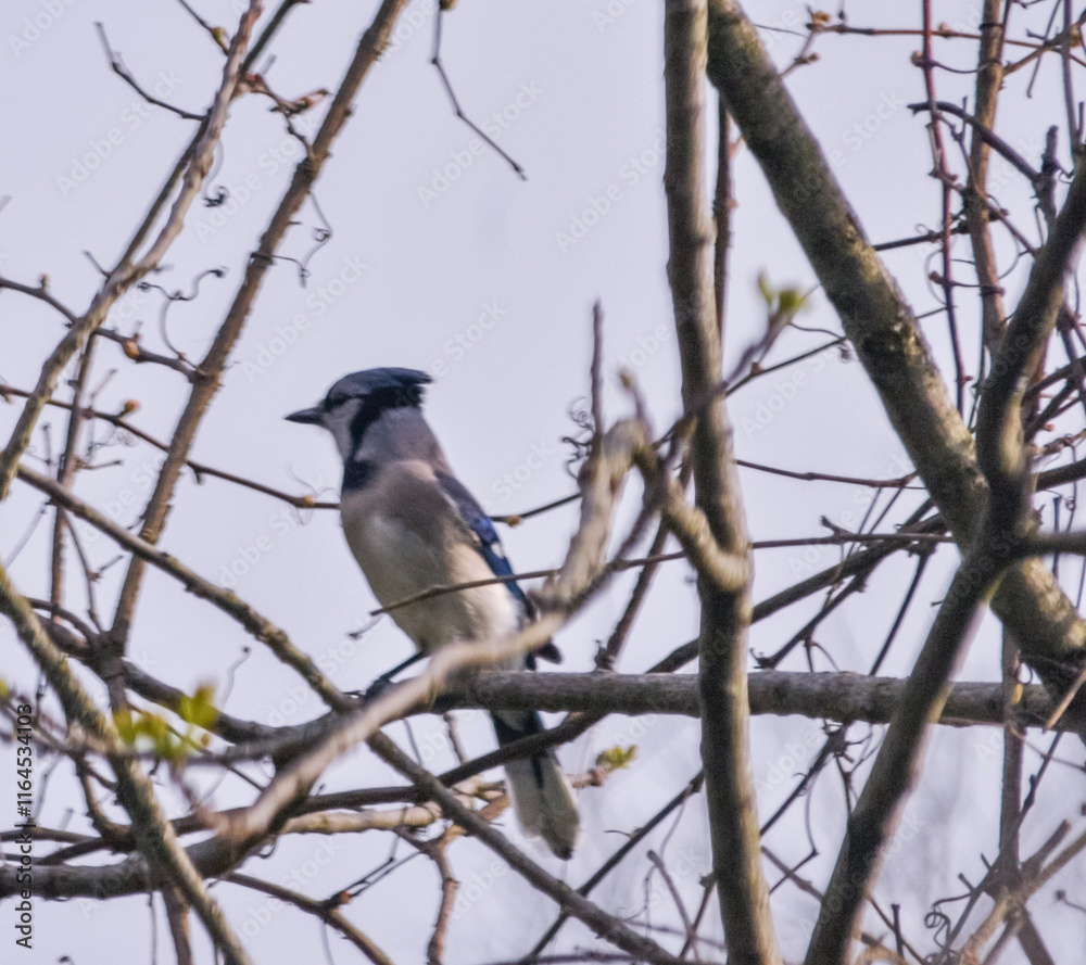 Fototapeta premium birds