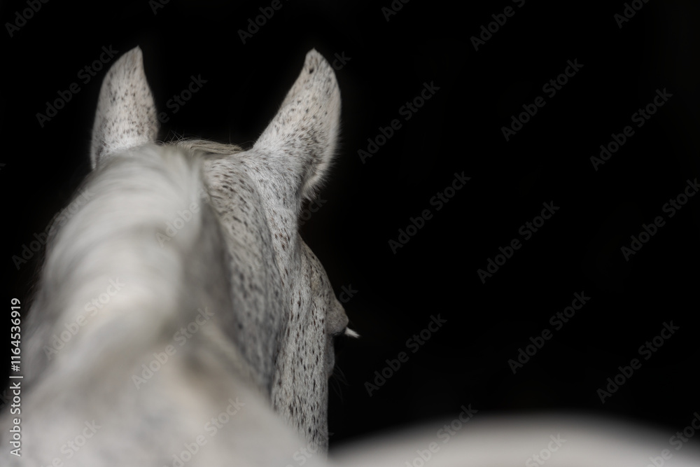 Fototapeta premium head of a horse