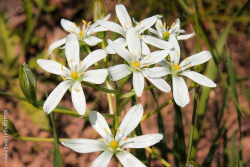 Beautiful white flower of divergens ornithogalum on a spring morning photo