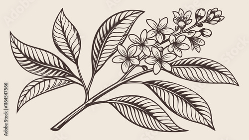 Wallpaper Mural Floral Branch Illustration: A delicate branch of blossoms with intricate details, captured in a vintage style illustration. Perfect for botanical designs, nature-inspired projects. Torontodigital.ca