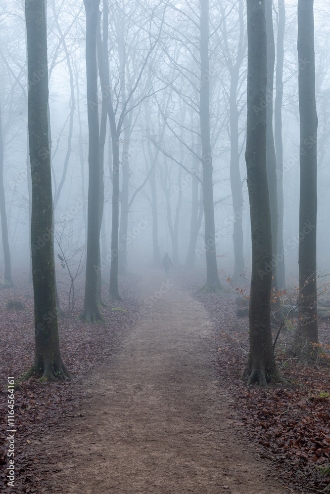 Naklejka premium fog in the woods