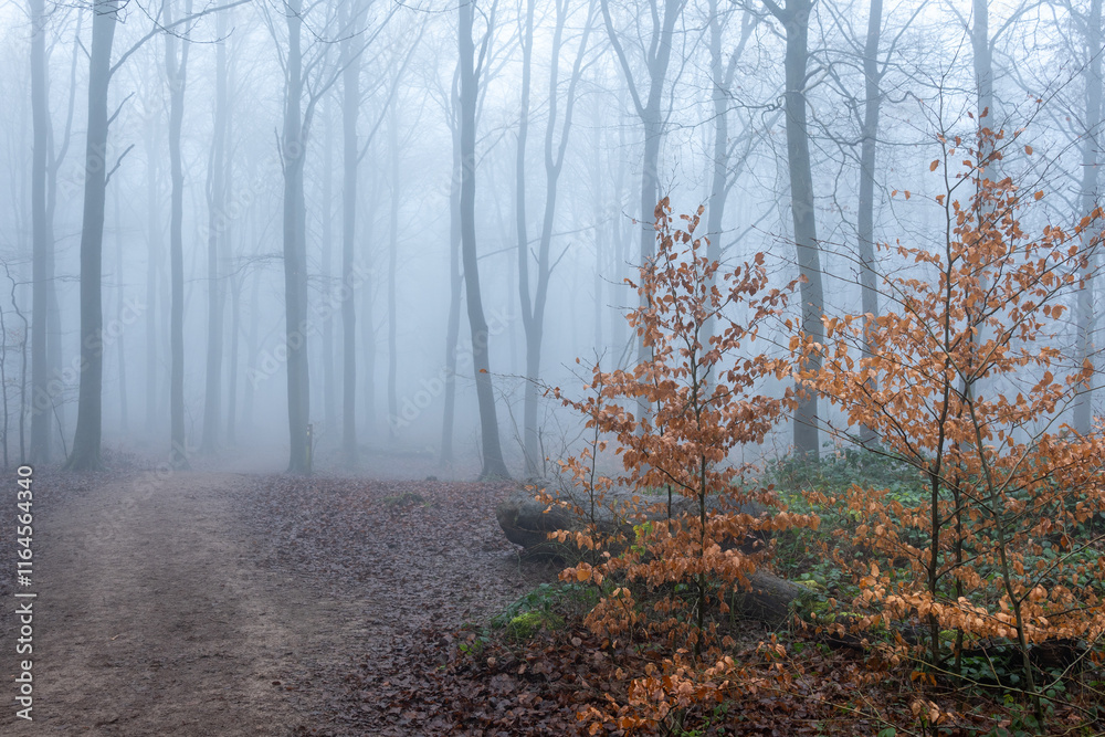 Obraz premium forest in fog