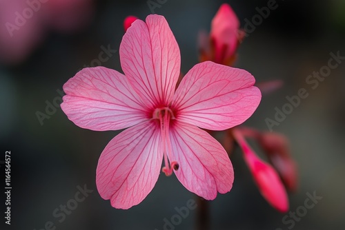 Delicate pink flower with intricate details blooming in sunlight during sprin...