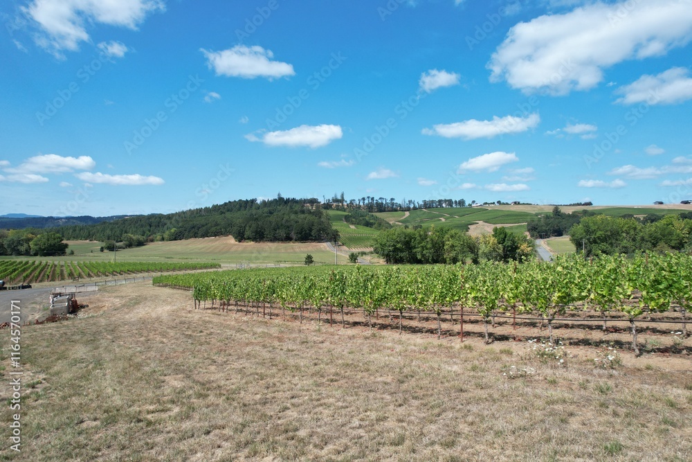 Fototapeta premium default