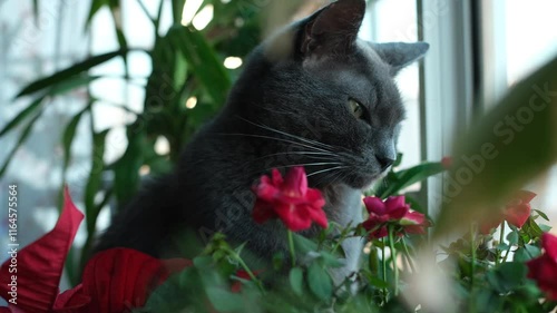 Portrait of domestic cat with green eyes indoors. Grey cat sitting on windowsill surrounded by flowering potted plants.