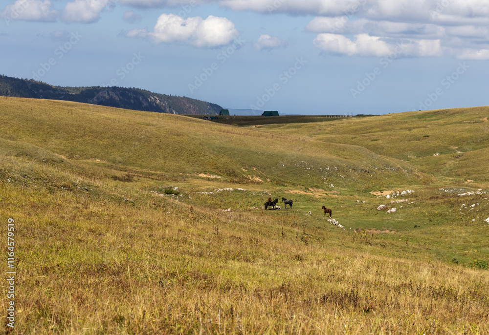 horses grazing on subalpine meadows during the autumn season horses grazing on subalpine meadows during the autumn season