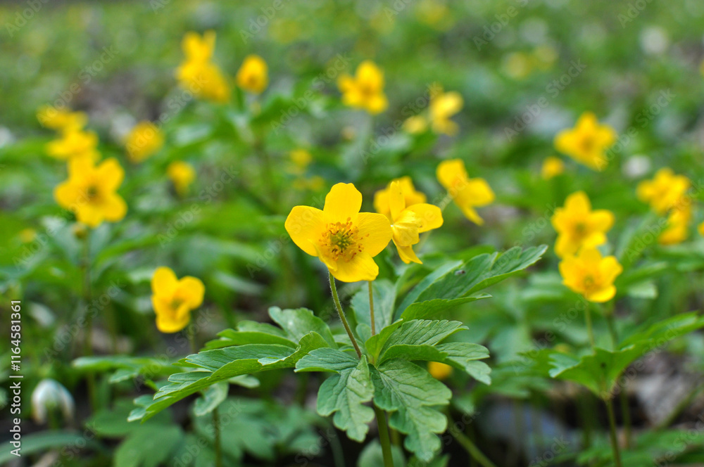 Spring in the forest blooms anemone yellow (Anemone ranunculoides).