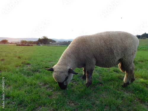 Front and side view of a Hampshire Down Sheep grazing on a lush bright green grassfield 