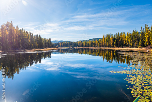 Beautiful Tamarack Forest Over Still Pond Reflection