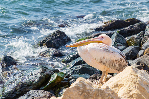 Obraz na płótnie Pelican resting on a rock at the sea shore. w salonie