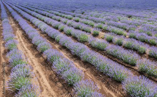 scented  lavender flowers blooming in endless rows. Panoramic view