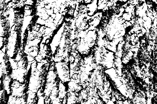 Texture of tree bark with fungus