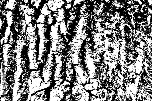 Texture of tree bark with fungus