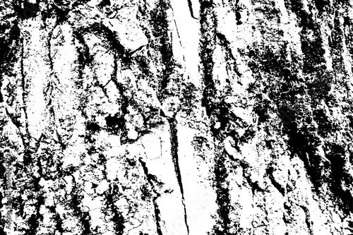 Texture of tree bark with fungus