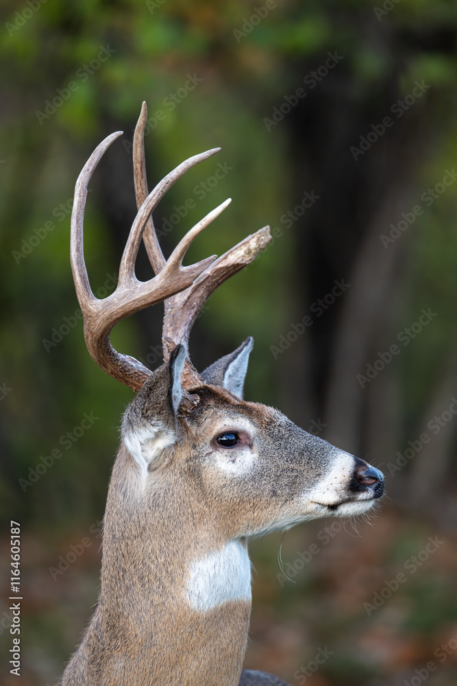 Whitetailed deer buck portrait