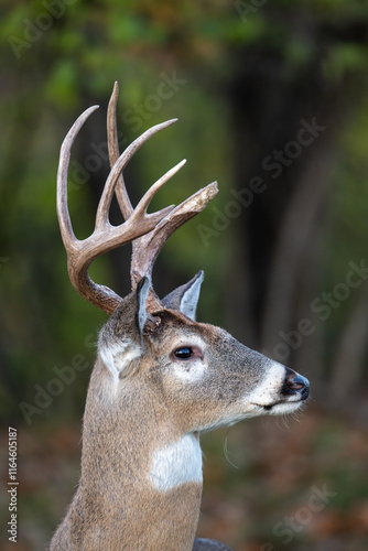 Obraz na płótnie Whitetailed deer buck portrait w salonie
