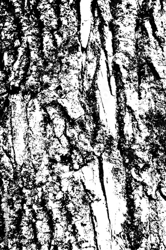 Texture of tree bark with fungus