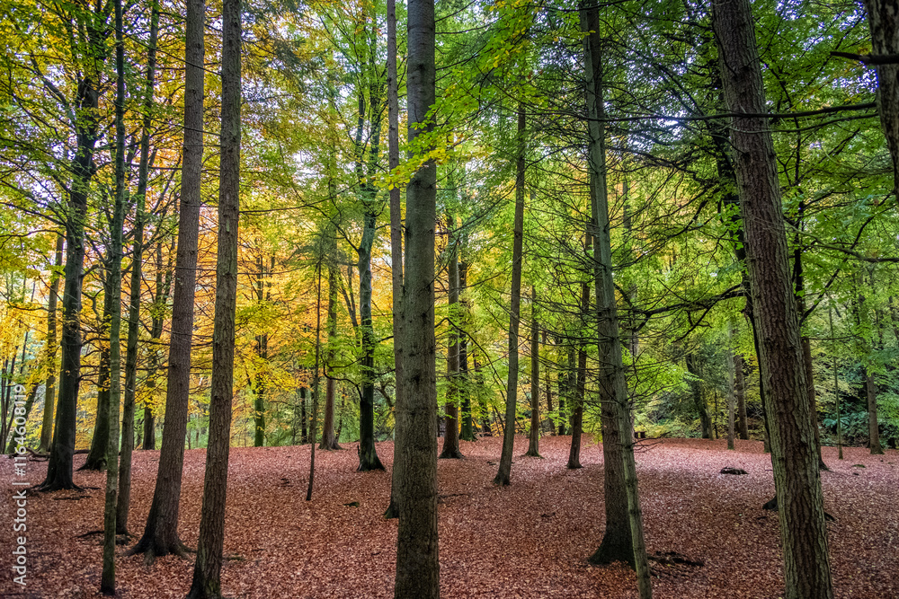 Fototapeta premium Sun shining through the trees during autumn in the forest