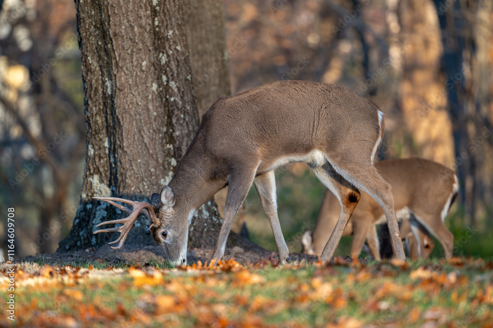 Whitetailed deer buck in the woods