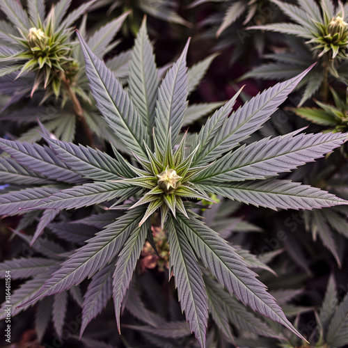 Aerial view of Cannabis plant and trimer in Norhhern California, USA photo