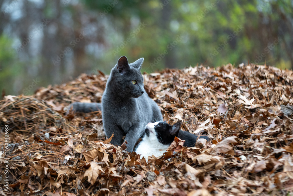 Two cats in a pile of leaves