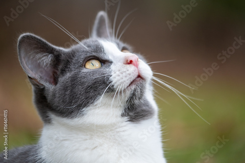 Obraz na płótnie Portrait of gray and white cat w salonie