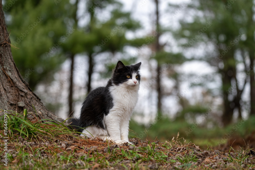 Black and white cat in fall